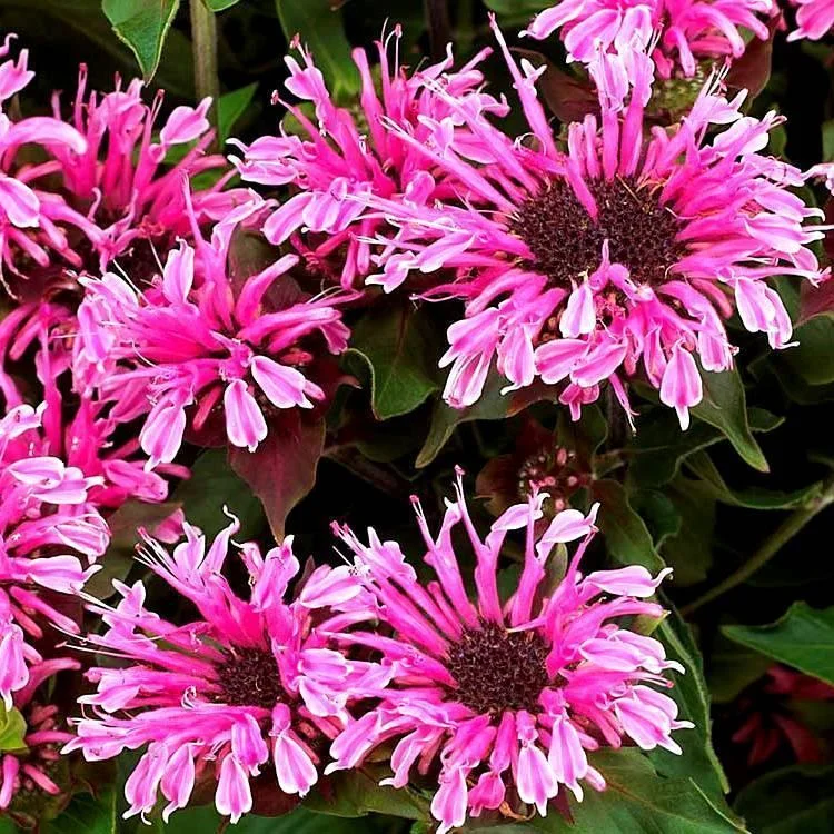 Монарда (Дикий бергамот) гибридная Cranberry Lace Монарда (Дикий бергамот) гибридная Cranberry Lace