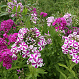 Флокс метельчатый Аида