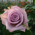 Роза Чайно-гибридная Avant-garde