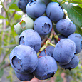 Голубика высокорослая Нельсон