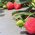 Земляника садовая Фейт