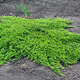 Можжевельник горизонтальный Prince of Wales