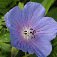 Герань (Аистов клюв) гималайская Baby Blue