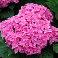 Гортензия крупнолистовая Ю энд ми тугезе Гортензия крупнолистовая Ю энд ми тугезе