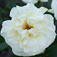 Роза флорибунда La Paloma