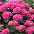 Гортензия крупнолистовая Дойчланд