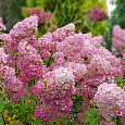 Гортензия метельчатая Rensun Гортензия метельчатая Rensun
