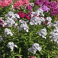 Флокс Метельчатый Чайка