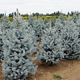 Ель колючая Блю Монтейн
