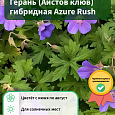 Герань (Аистов клюв) гибридная Azure Rush