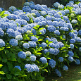 Гортензия крупнолистовая Никко Блю Гортензия крупнолистовая Никко Блю
