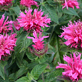 Монарда (Дикий бергамот) гибридная Cranberry Lace Монарда (Дикий бергамот) гибридная Cranberry Lace