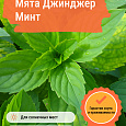 Мята Джинджер Минт Мята Джинджер Минт