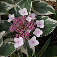 Гортензия крупнолистовая Вариегата Гортензия крупнолистовая Вариегата