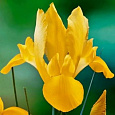 Ирис голландский Golden Beauty
