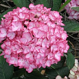 Гортензия крупнолистовая Сальса Гортензия крупнолистовая Сальса