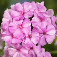 Флокс метельчатый Пинки Хилл