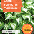 Хоста волнистая Унивитата