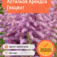 Астильба Арендса Гиацинт Астильба Арендса Гиацинт