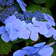 Гортензия крупнолистовая Блю Вейв