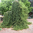 Ель обыкновеннаяPendula Major