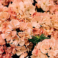 Флокс друммонда Промис персиковый