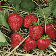 Земляника садовая Кристин