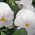 Виола крупноцветковая Дельта Пьюр Вайт