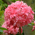 Азалия гибридная Хоумбуш