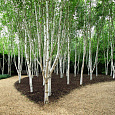 Берёза полезная Silver Shadow