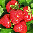Земляника садовая Клери