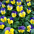 Виола крупноцветковая Матрикс Морфеус