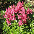 Астильба гибридная Файрберри Астильба гибридная Файрберри