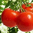 Томат Премиум F1