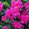 Монарда (Дикий бергамот) гибридная Cranberry Lace Монарда (Дикий бергамот) гибридная Cranberry Lace