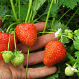 Земляника садовая Кристин