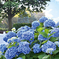 Гортензия крупнолистная Endless Summer The Original Blue Гортензия крупнолистная Endless Summer The Original Blue
