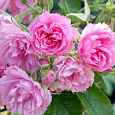 Роза Парковая Pink Grootendorst