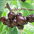Черешня Бычье Сердце