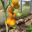 Томат Хурма