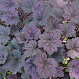 Гейхера гибридная Фростед Вайолит