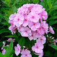 Флокс метельчатый Пинки Хилл