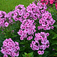 Флокс метельчатый Фондант Фэнси